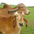 Indigenous Gir Cow at Goseva Jasdan Gaushala