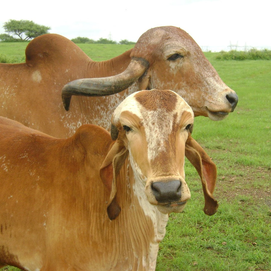 Gir Cow