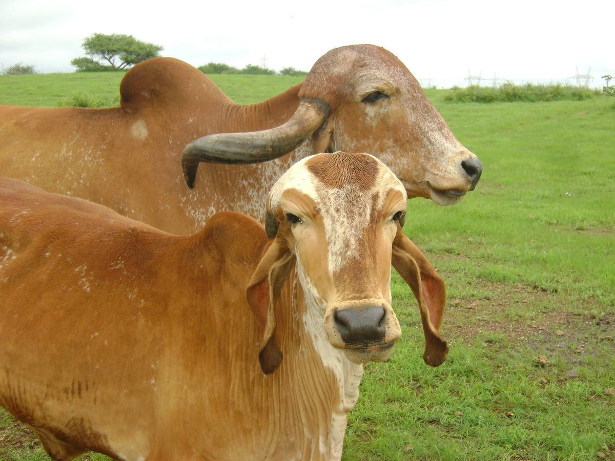 Gir cow and calf grazing in a green pasture