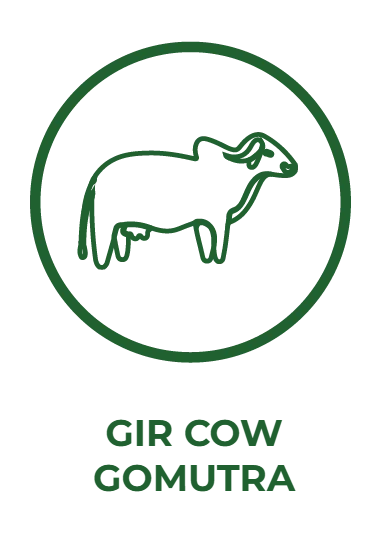 Gir Cow Gomutra