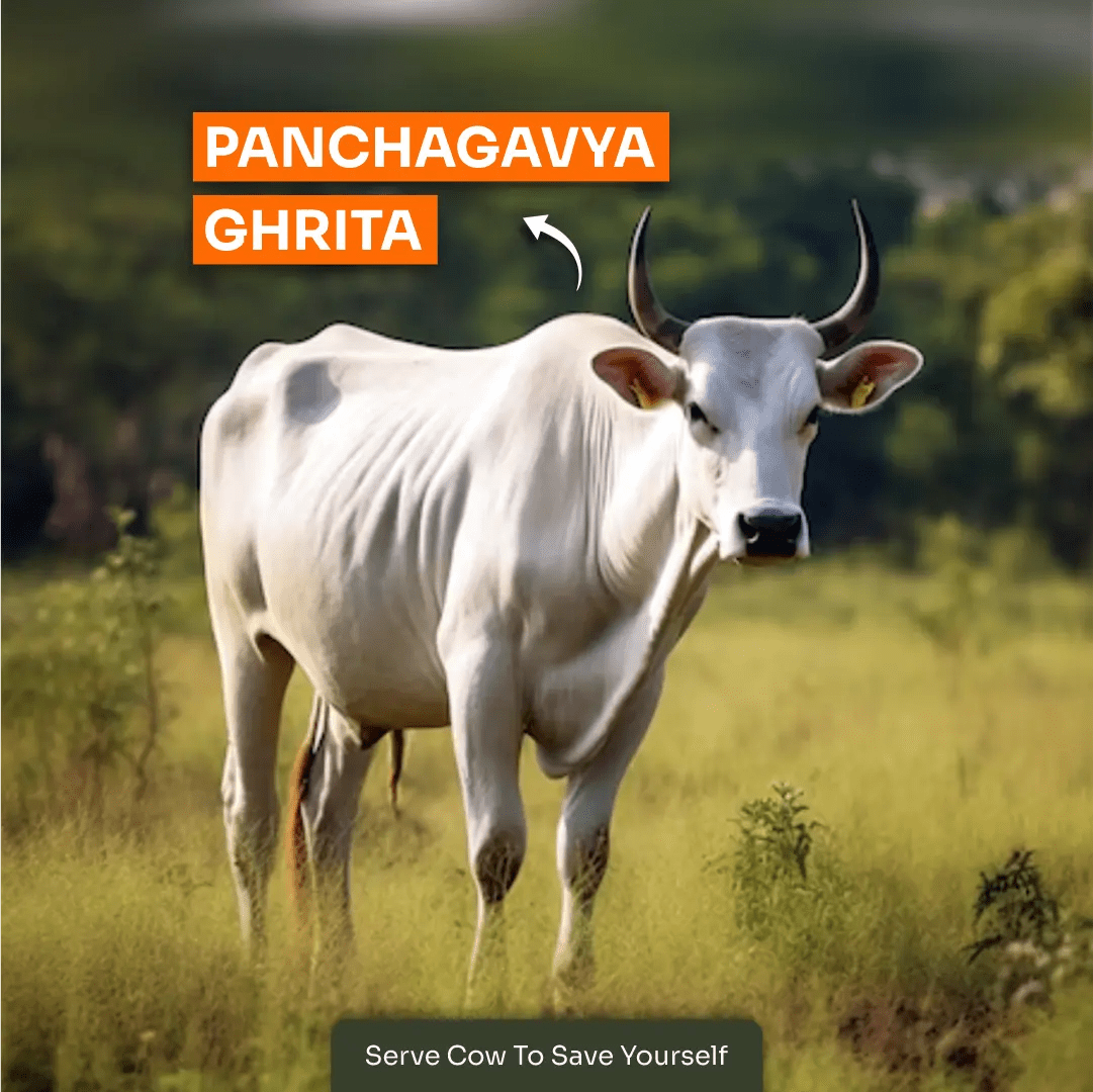Panchagavya Ghrita | 250ML - Goseva