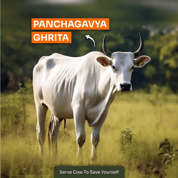 Panchagavya Ghrita | 250ML - Goseva